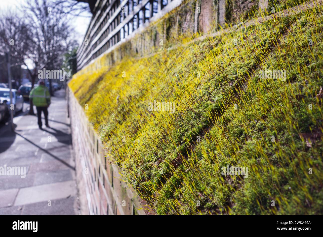 Closeup of a moss covered brick wall in London Stock Photo