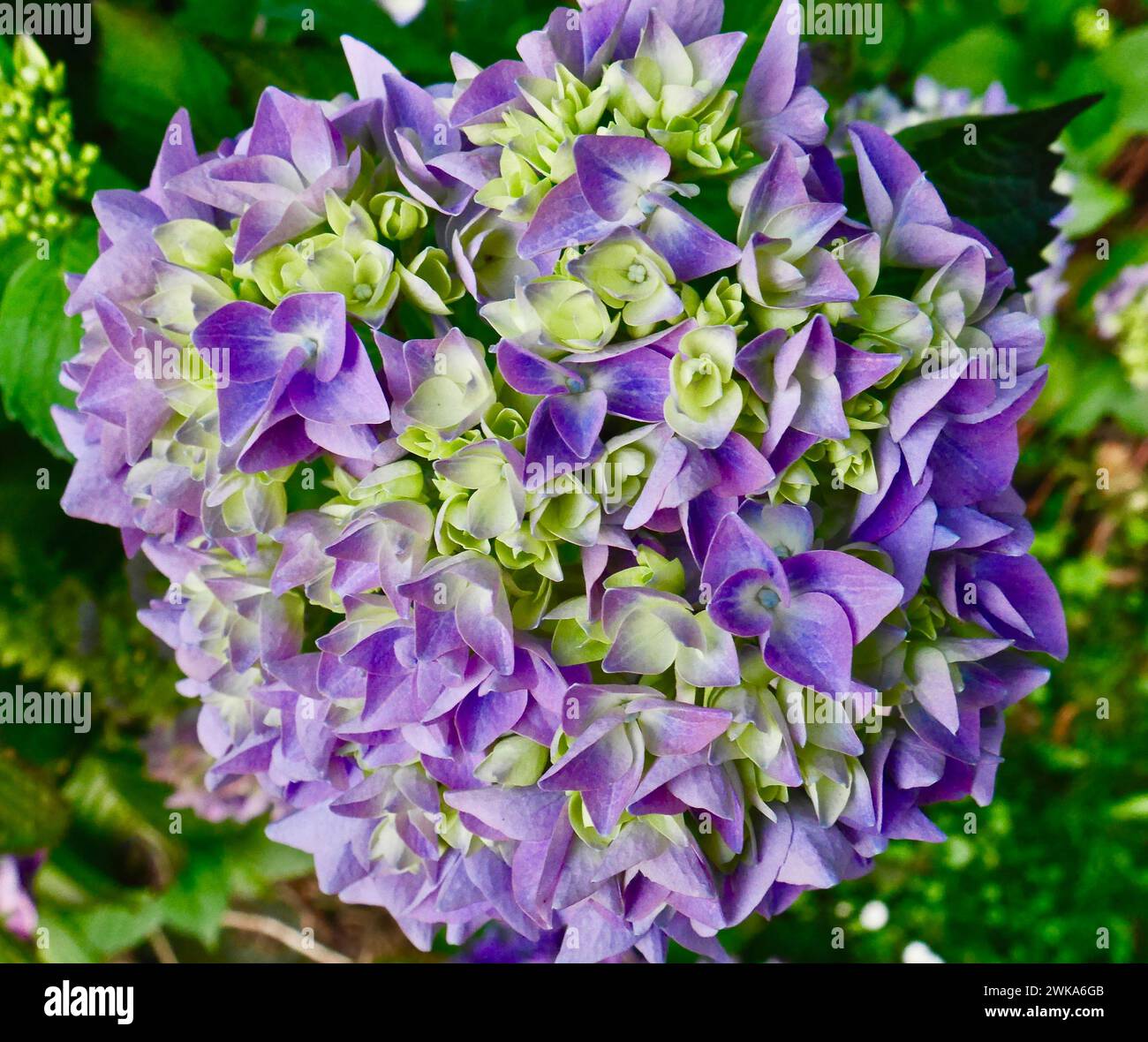 Flower from the garden. Stock Photo