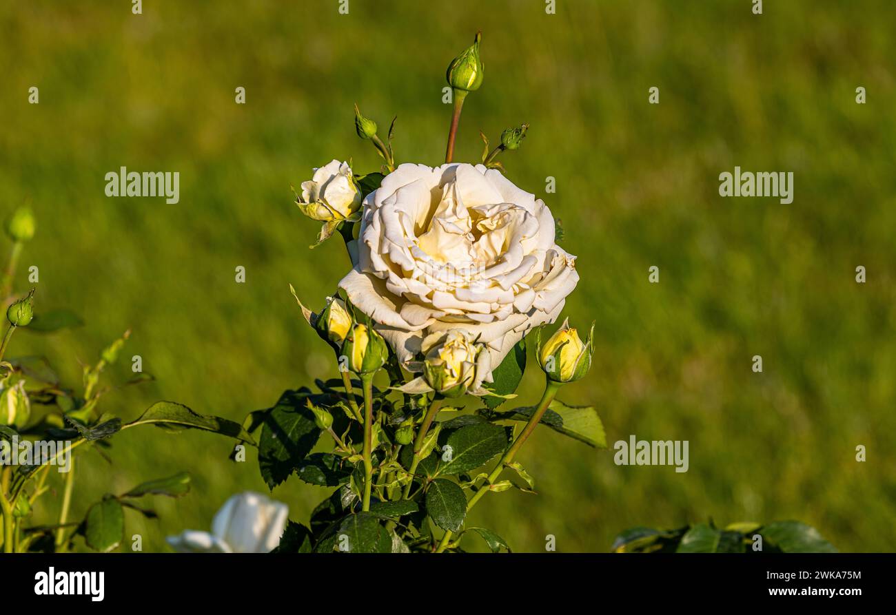 Eine weisse Rose blüht im Schaffhauser Rosengarten. (Schaffhausen, Schweiz, 16.06.2023) Stock Photo