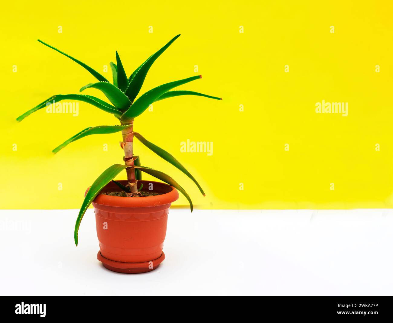 Plants aloe vera plant hi-res stock photography and images - Alamy