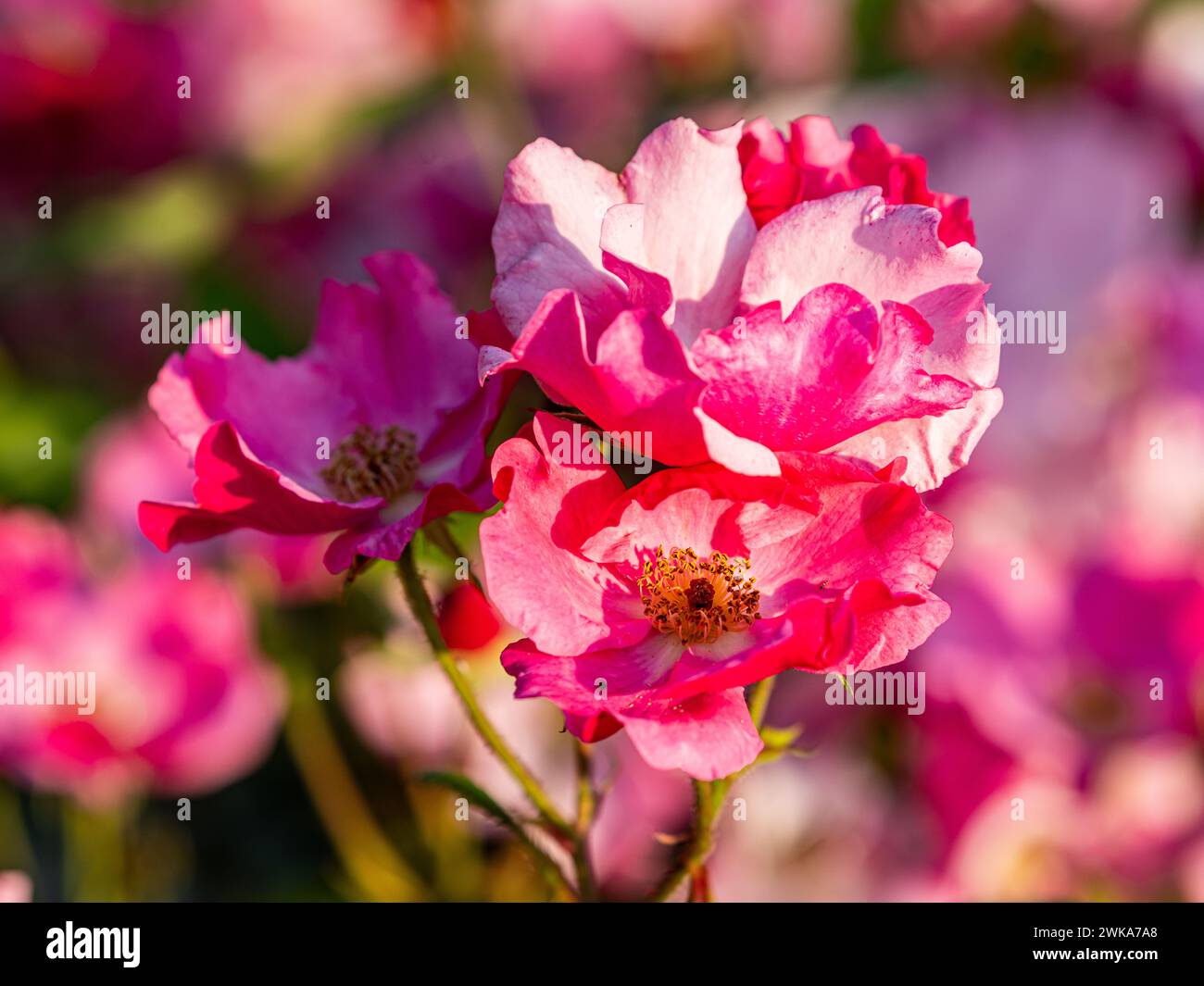 Drei pinke Rosen blühen im Schaffhauser Rosengarten. (Schaffhausen, Schweiz, 16.06.2023) Stock Photo