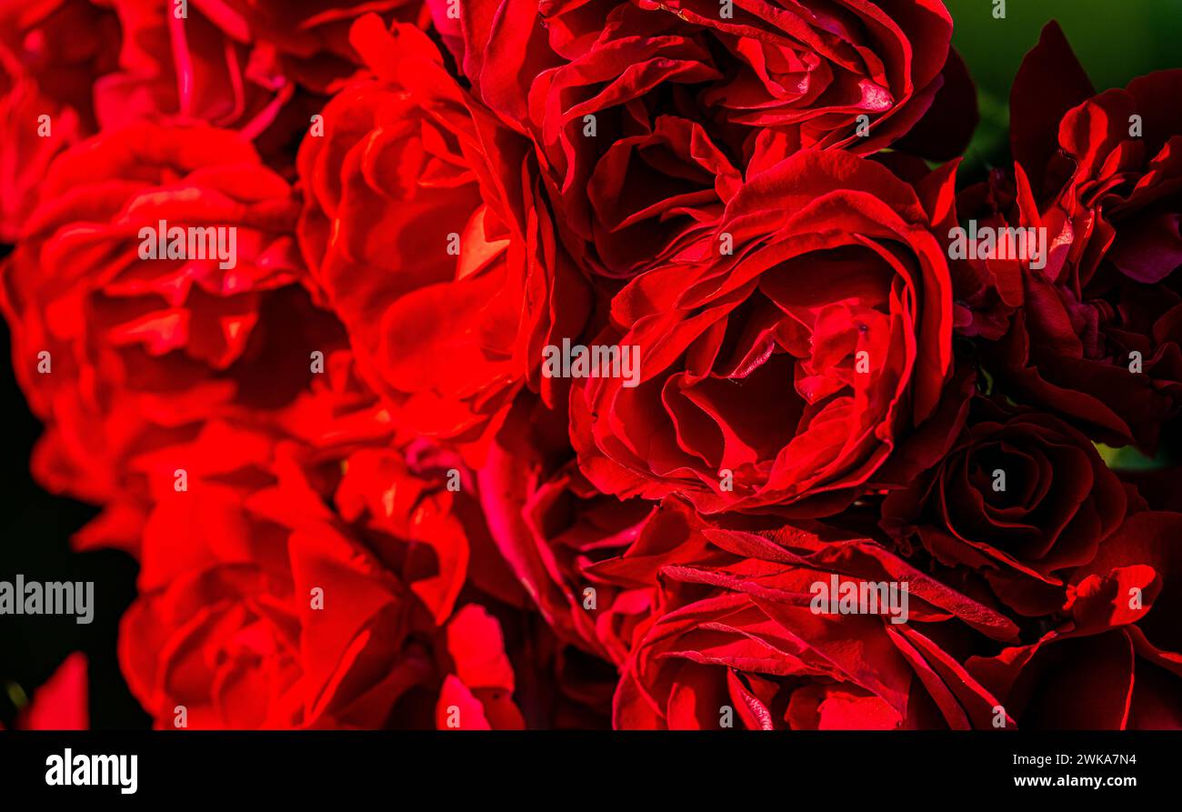 Die rote Rosen sind meist sogenannte Kulturrosen. Hier im Schaffhauser Rosengarten. (Schaffhausen, Schweiz, 16.06.2023) Stock Photo