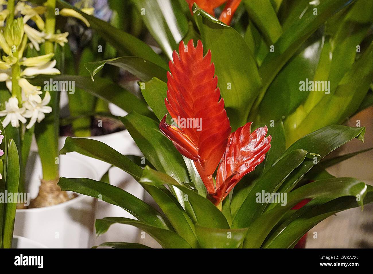 Flaming sword, or Vriesea carinata in a flower shop Stock Photo