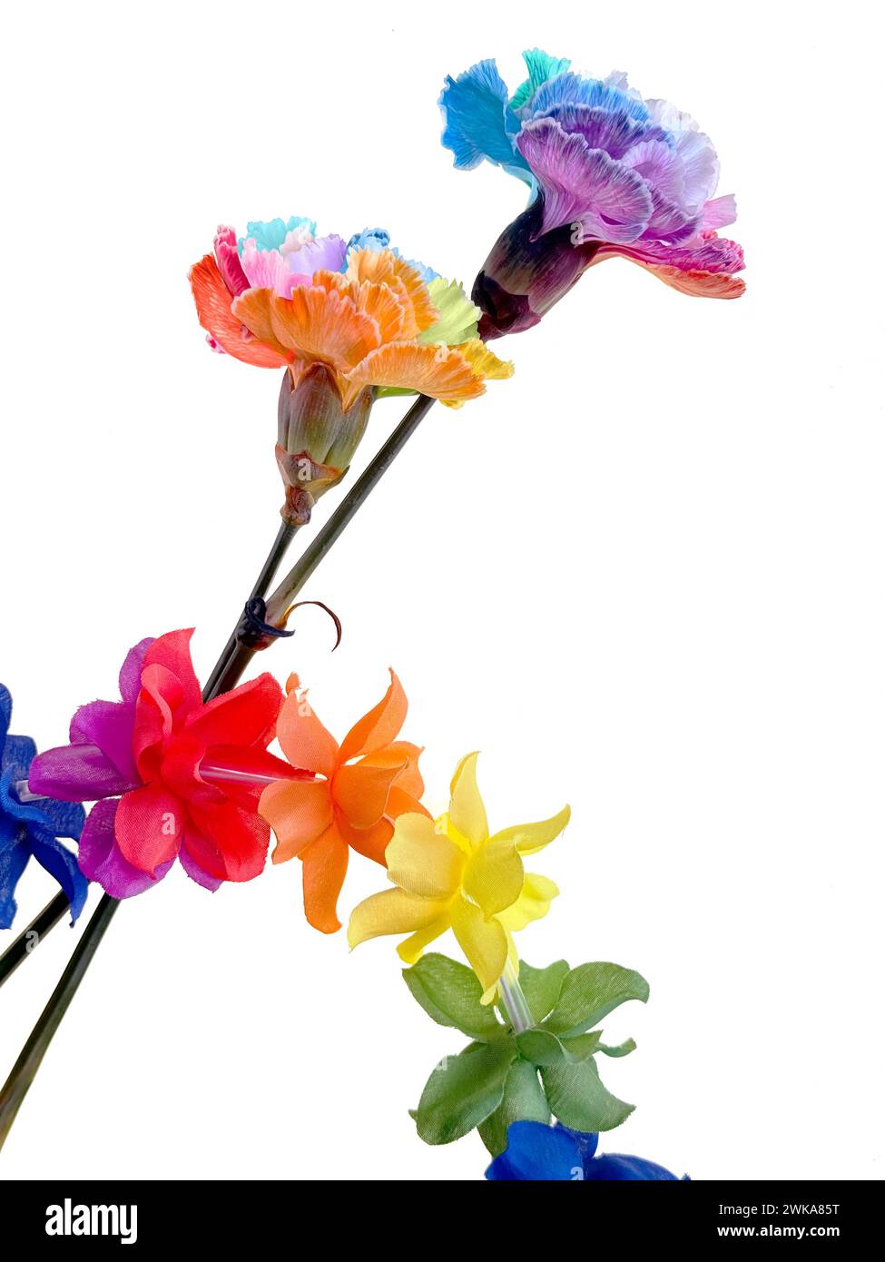 Two vibrant, multi-colored carnations with rainbow flower garland