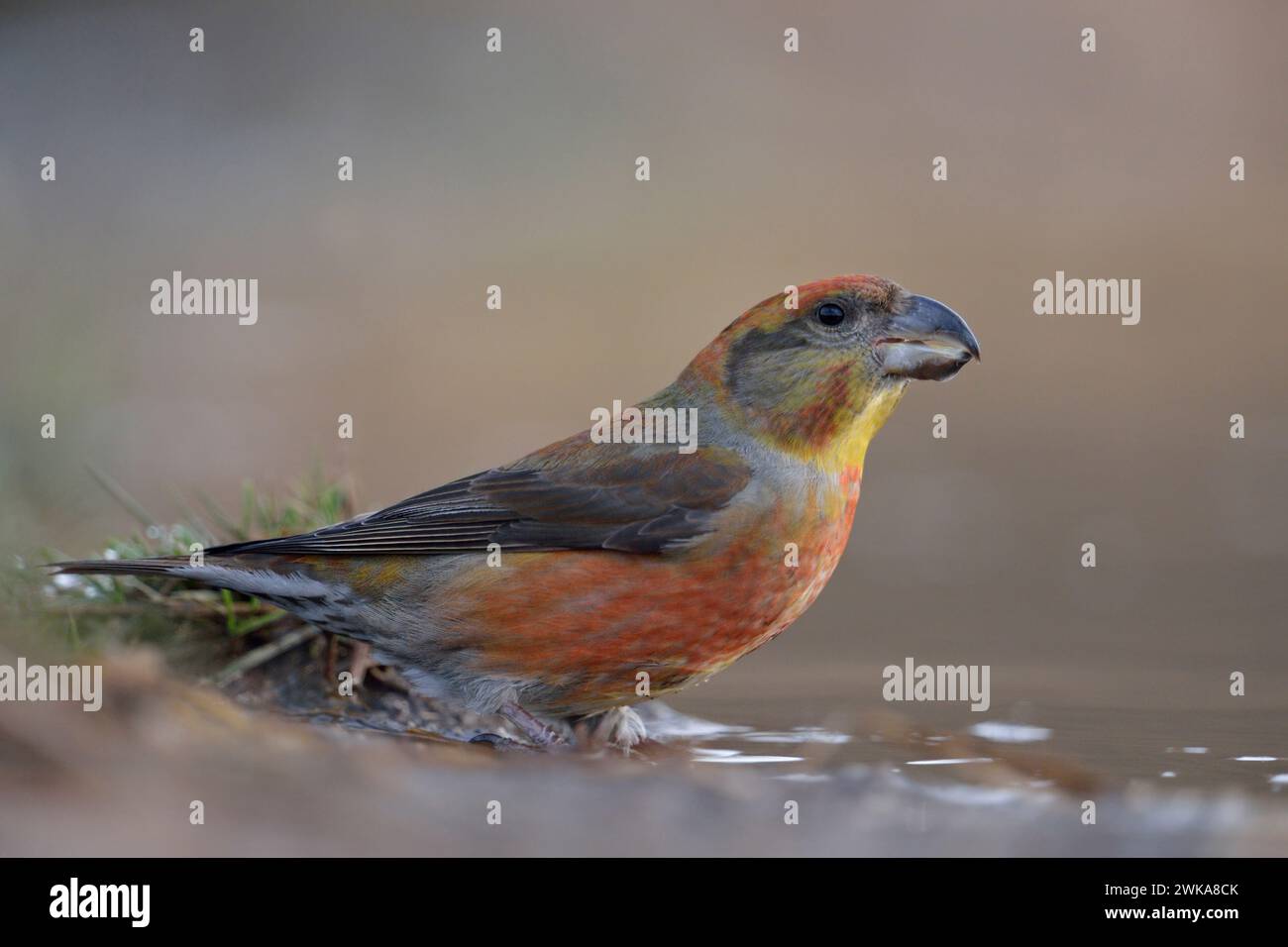 Close up of male Parrot Crossbill ( Loxia pytyopsittacus ) sitting at a natural puddle (wildlife). Stock Photo