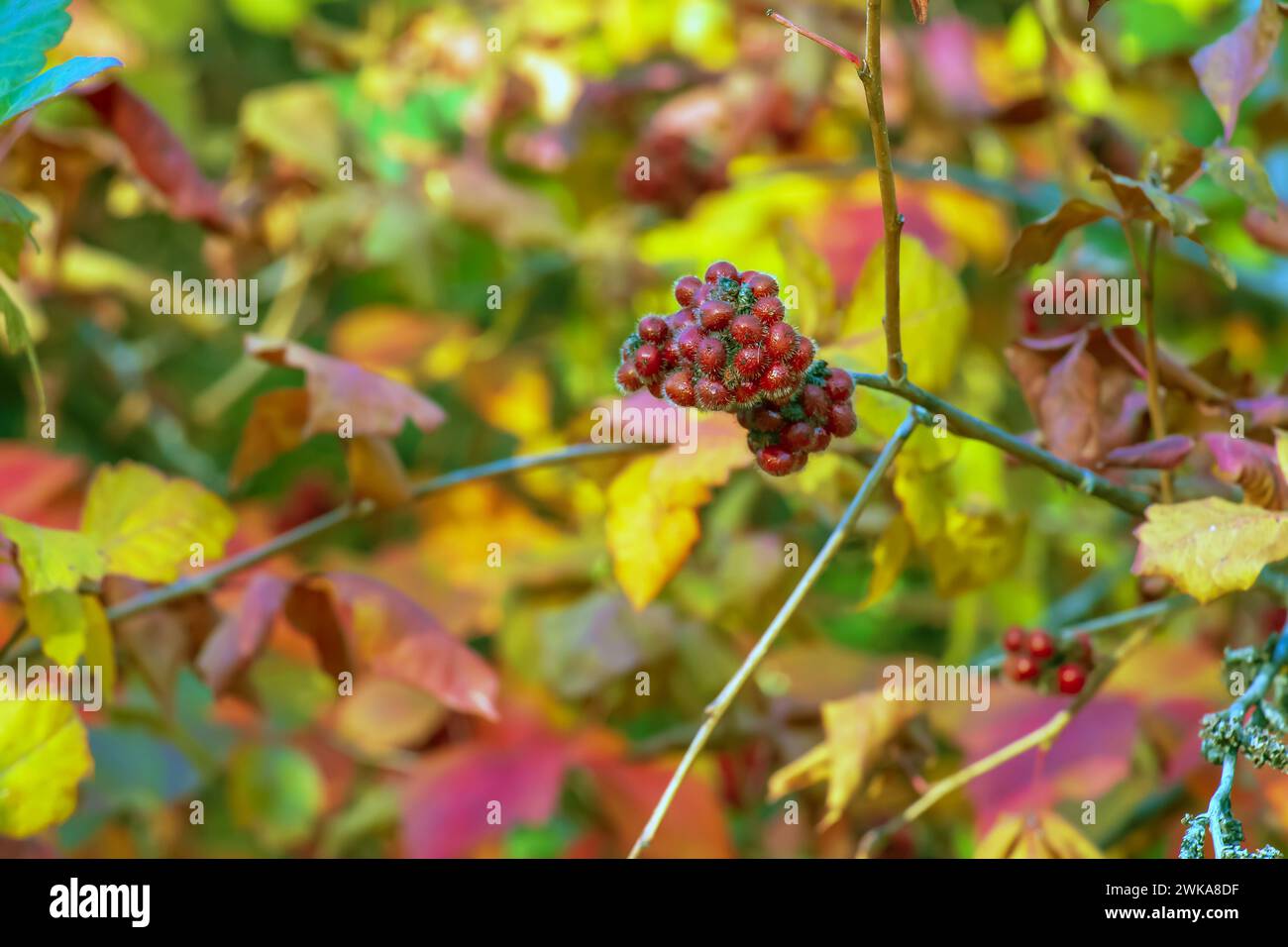 The fruit of the Fragrant Sumac, alson known as the Rhus trilobata. The