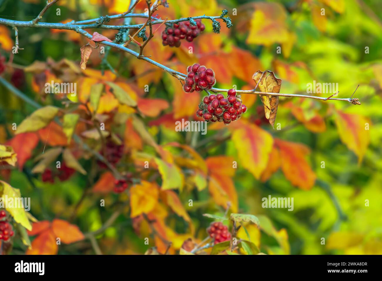 The fruit of the Fragrant Sumac, alson known as the Rhus trilobata. The