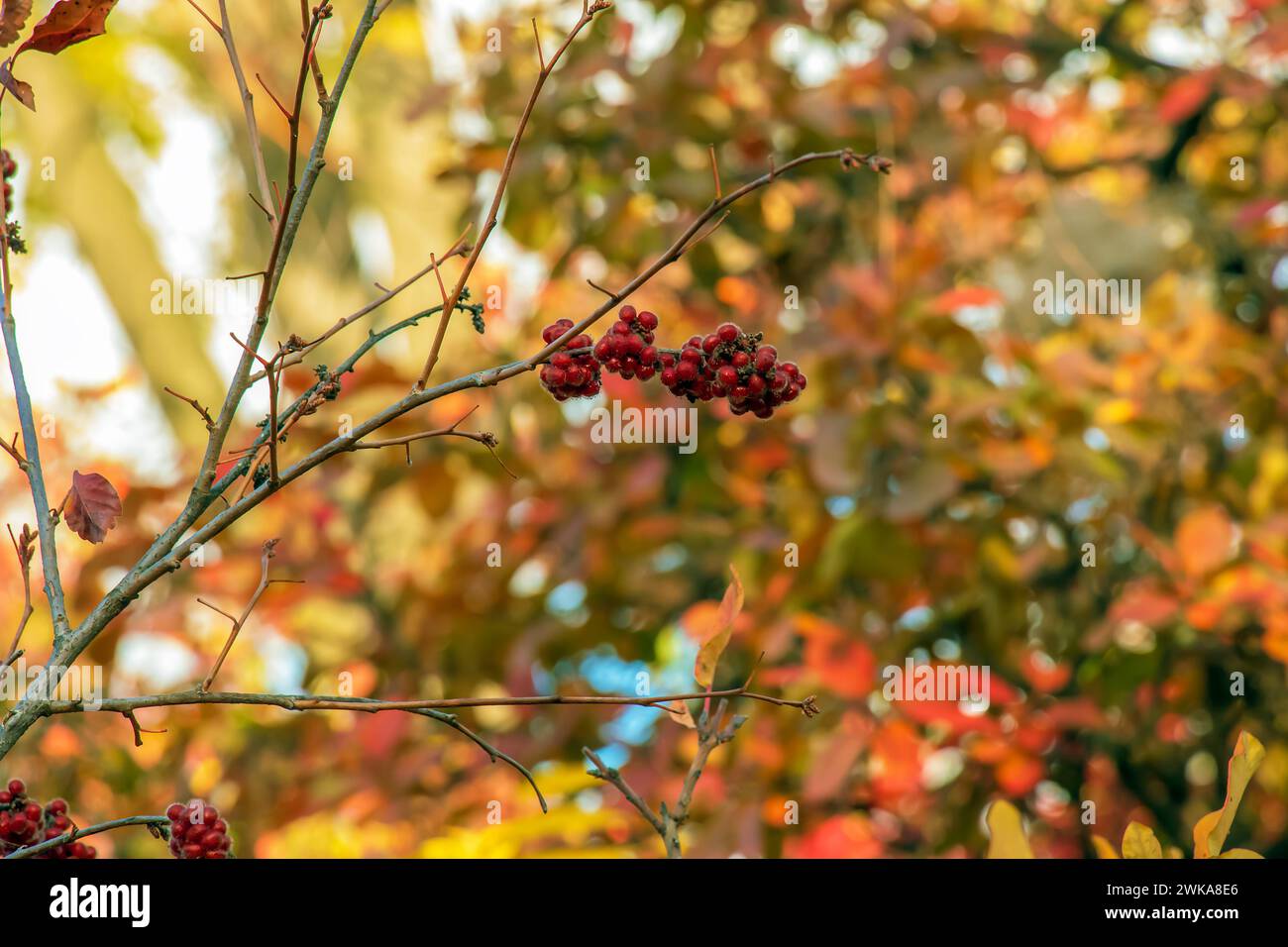 The fruit of the Fragrant Sumac, alson known as the Rhus trilobata. The