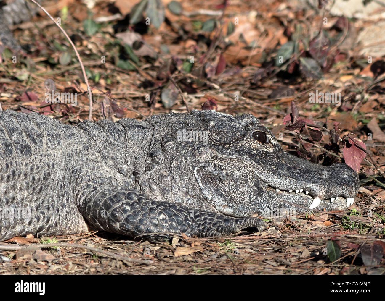 Chinese Alligator (Alligator sinensis) Stock Photo