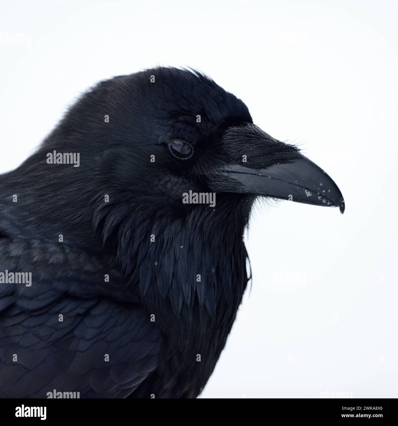 Kolkrabe  Corvus corax  im Winter, detailreiche Nahaufnahme, Kopfporträt, Yellowstone-Gebiet, Montana, USA. *** Common Raven  Corvus corax  in winter, close-up, head shot, rich of details, Yellowstone area, Montana, USA. Wyoming Nordamerika, Vereinigte Staaten von Amerika Stock Photo