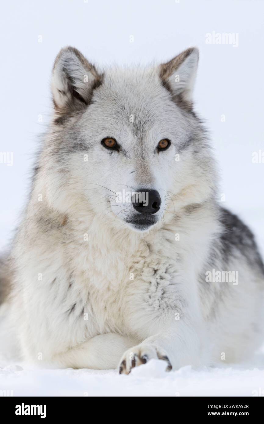 Grauer Wolf / Grauwolf / Timberwolf Wolf  Canis lupus im Winter, Nahaufnahme, liegend, im Schnee ruhender Wolf, fotografiert auf Augenhöhe, detailreiche Nahaufnahme, bernsteinfarbene ausdrucksstarke Augen, Yellowstone-Gebiet, Montana, USA. *** Gray Wolf  Canis lupus in winter, close-up, lying, resting in snow, amber coloured eyes, watching attentively, looks cute, Yellowstone area, Montana, USA. Wyoming Nordamerika, Vereinigte Staaten von Amerika Stock Photo