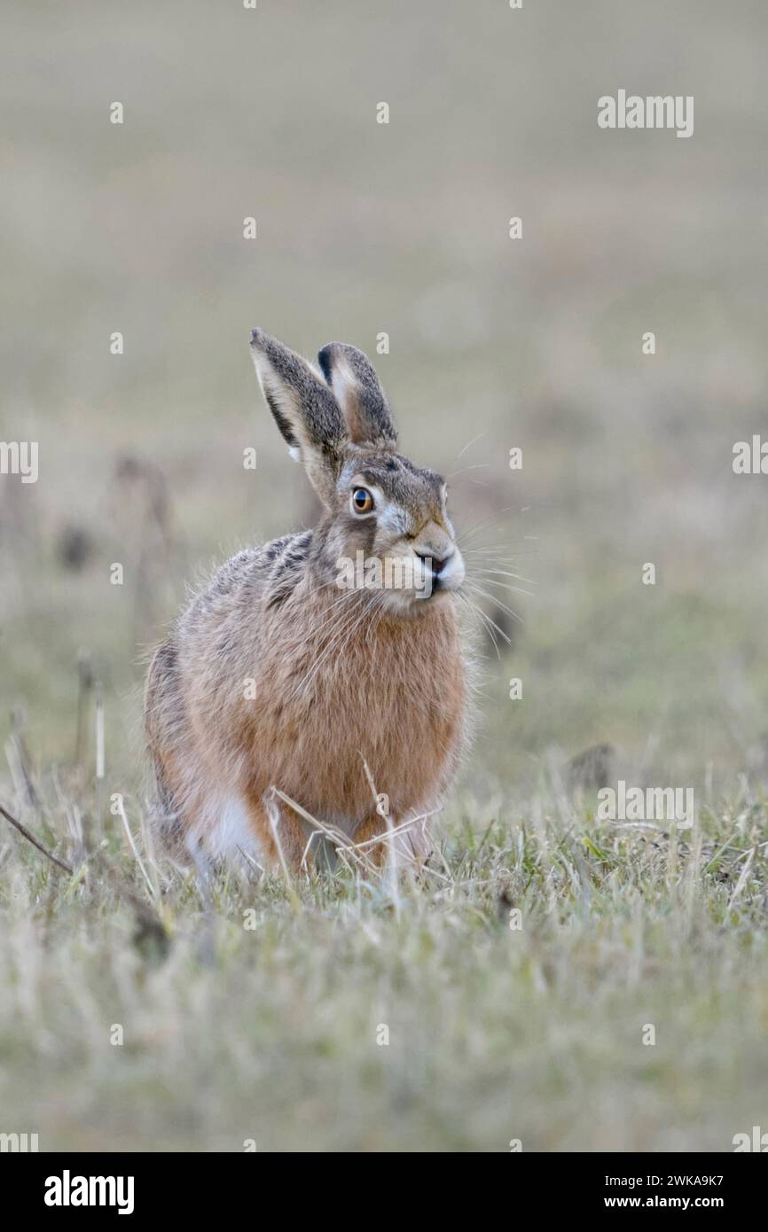 Brown Hare / European Hare ( Lepus europaeus ), sitting on grassland, watching, looks funny, soft light; wildlife, Europe. Stock Photo