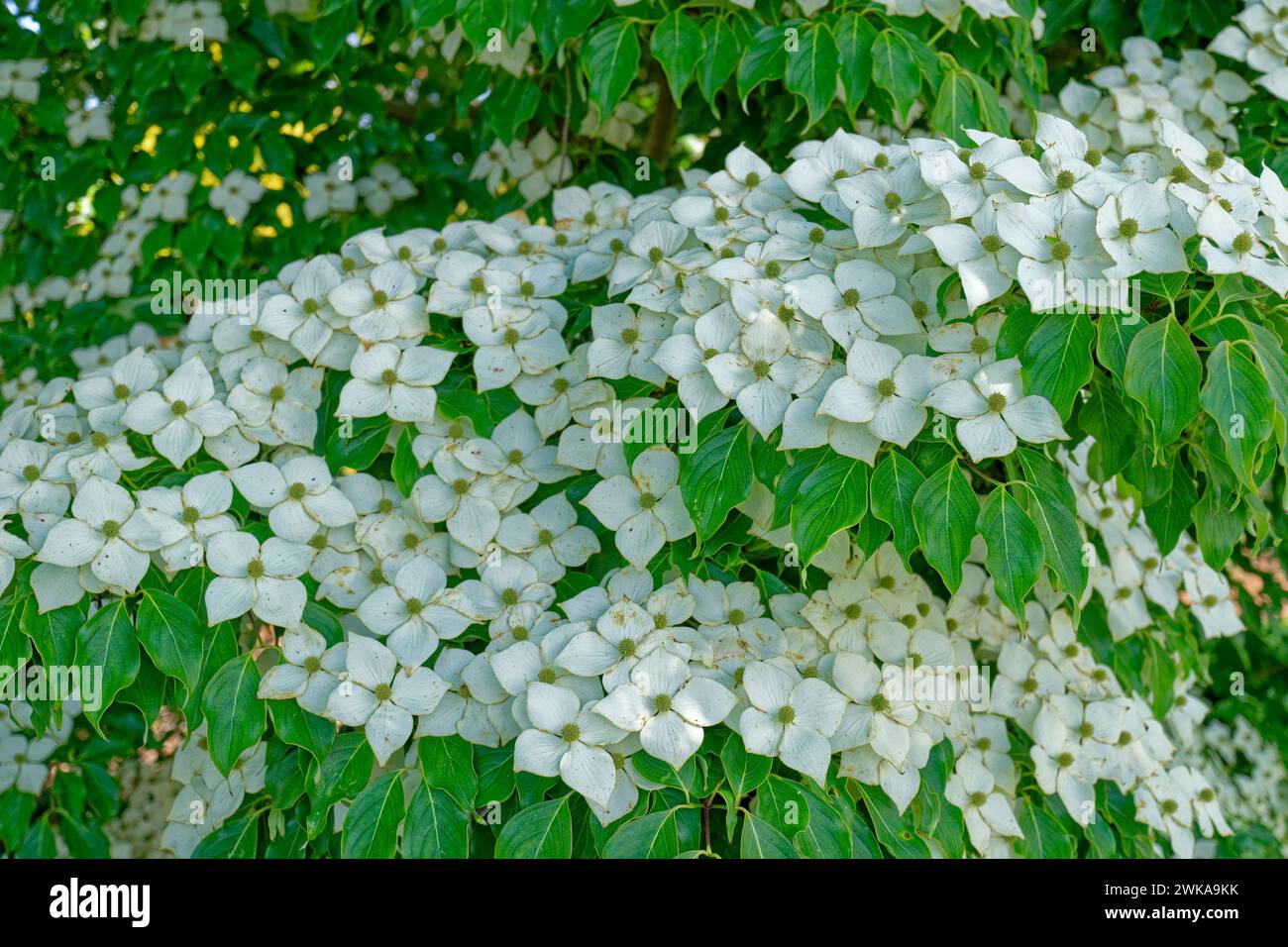 A Kousa white dogwood tree also known as a Chinese dogwood in full bloom with large white pointy flowers on branches with green foliage partial view c Stock Photo