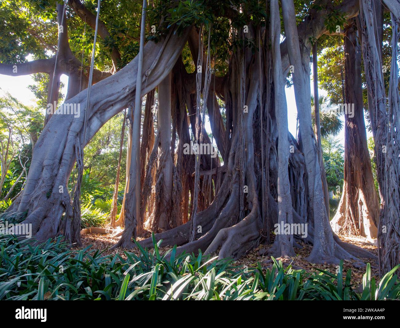 500 years old ficus tree in Puerto de la Cruz, Tenerife, Canary Islands, Spain Stock Photo