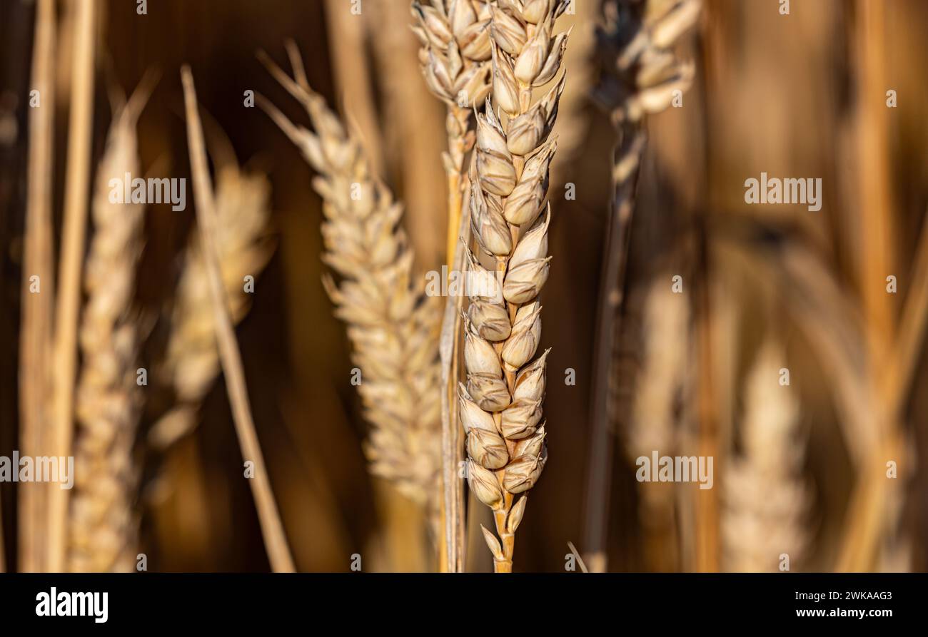 Auf einem Agrarfeld wächst Weizen, vermutlich Weichweizen. (Buchberg, Schweiz, 08.07.2023) Stock Photo