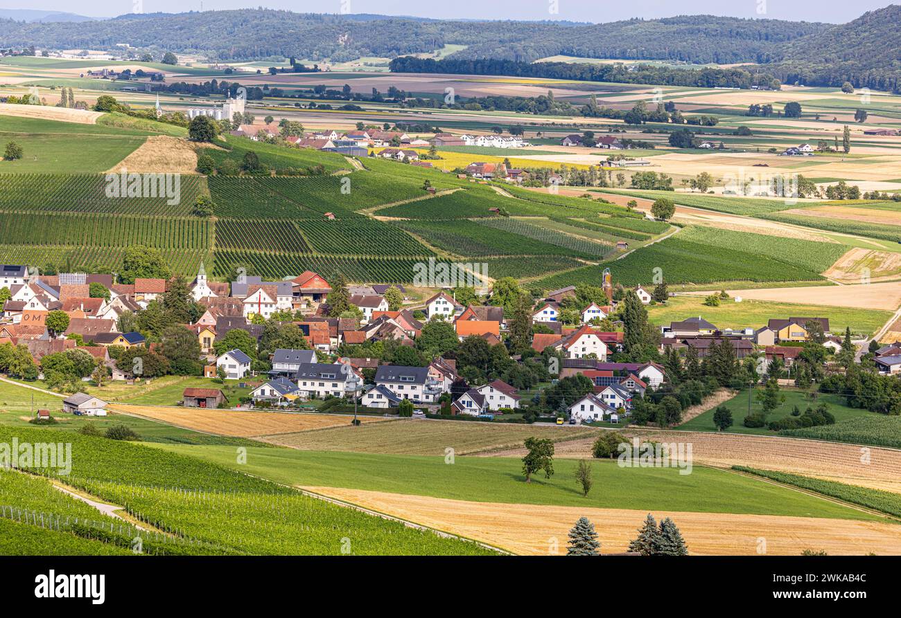 Blick von einem Rebberg auf die Gemeinde Oberhallau im Schaffhauser Klettgau. (Hallau, Schweiz, 16.07.2023) Stock Photo