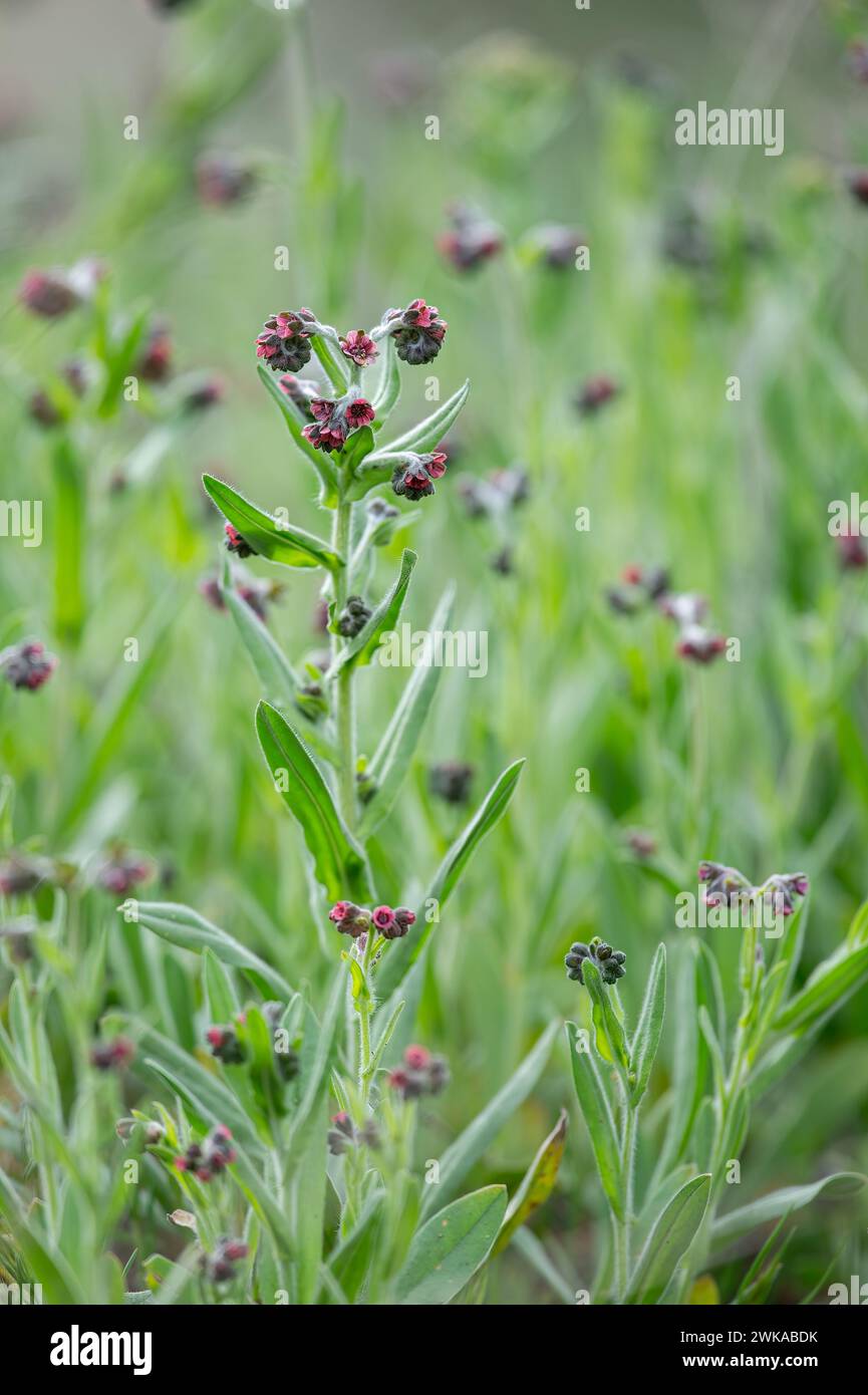 In the wild, Cynoglossum officinale blooms among grasses. A close-up of the colorful flowers of the common sedum in a typical habitat. Stock Photo