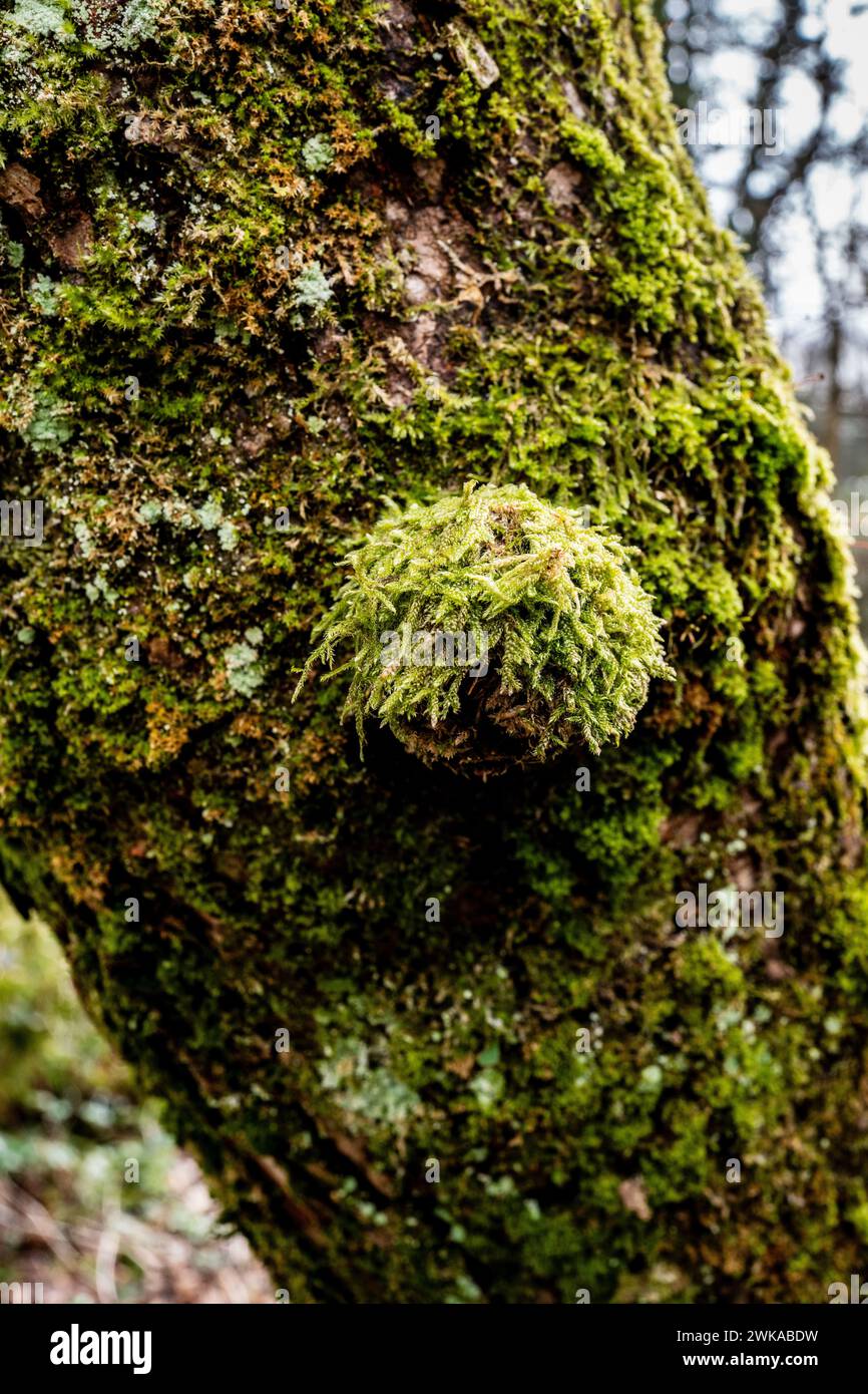 Vibrant green hypnum cupressiforme, cypress-leaved plaitmoss or hypnum moss on a stone in early spring. Often called Bird's-claw Bear. Copy space. Stock Photo