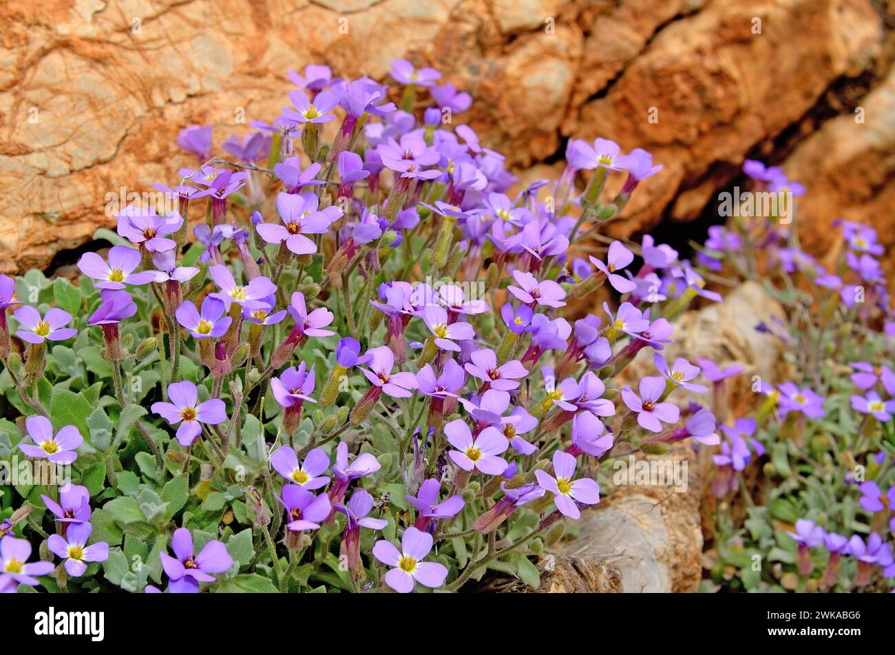 Purple flowers of Aubrieta pinardii in the natural environment in spring. Stock Photo