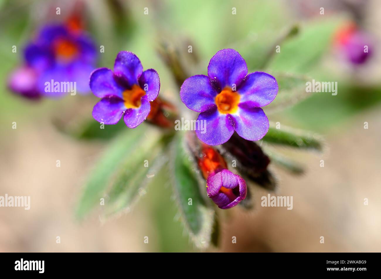 Alkanna, Boraginaceae, blue-flowered endemic plant in Turkey. Stock Photo