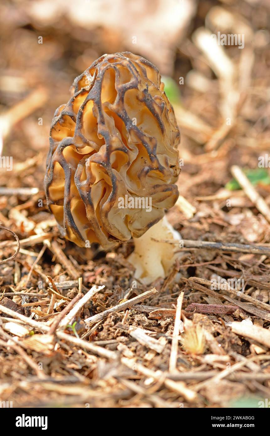 Morchella esculenta is a common and edible mushroom species in Turkey. Stock Photo