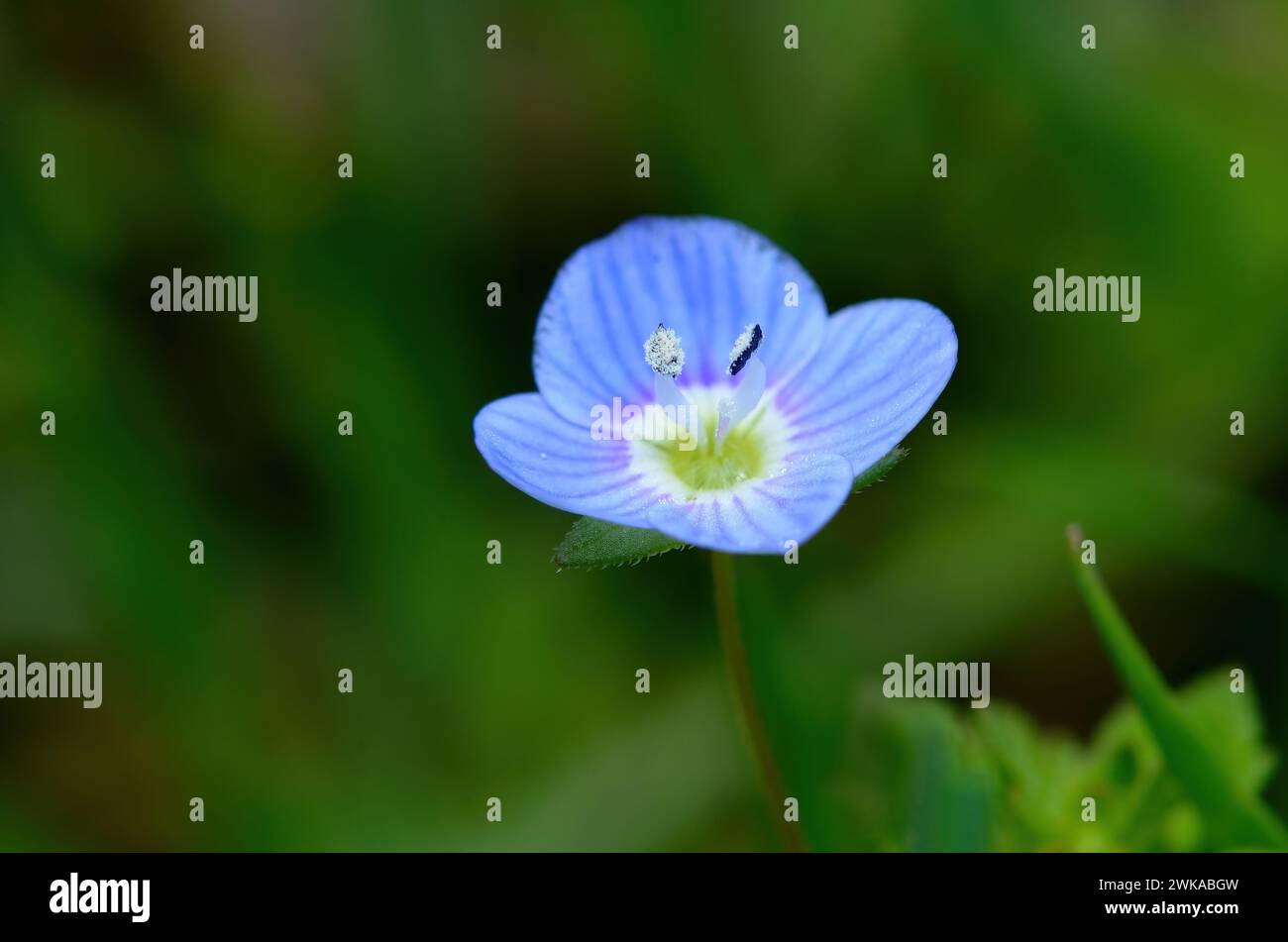 Macro shot of a common speedwell (veronica arvensis) flower. Stock Photo
