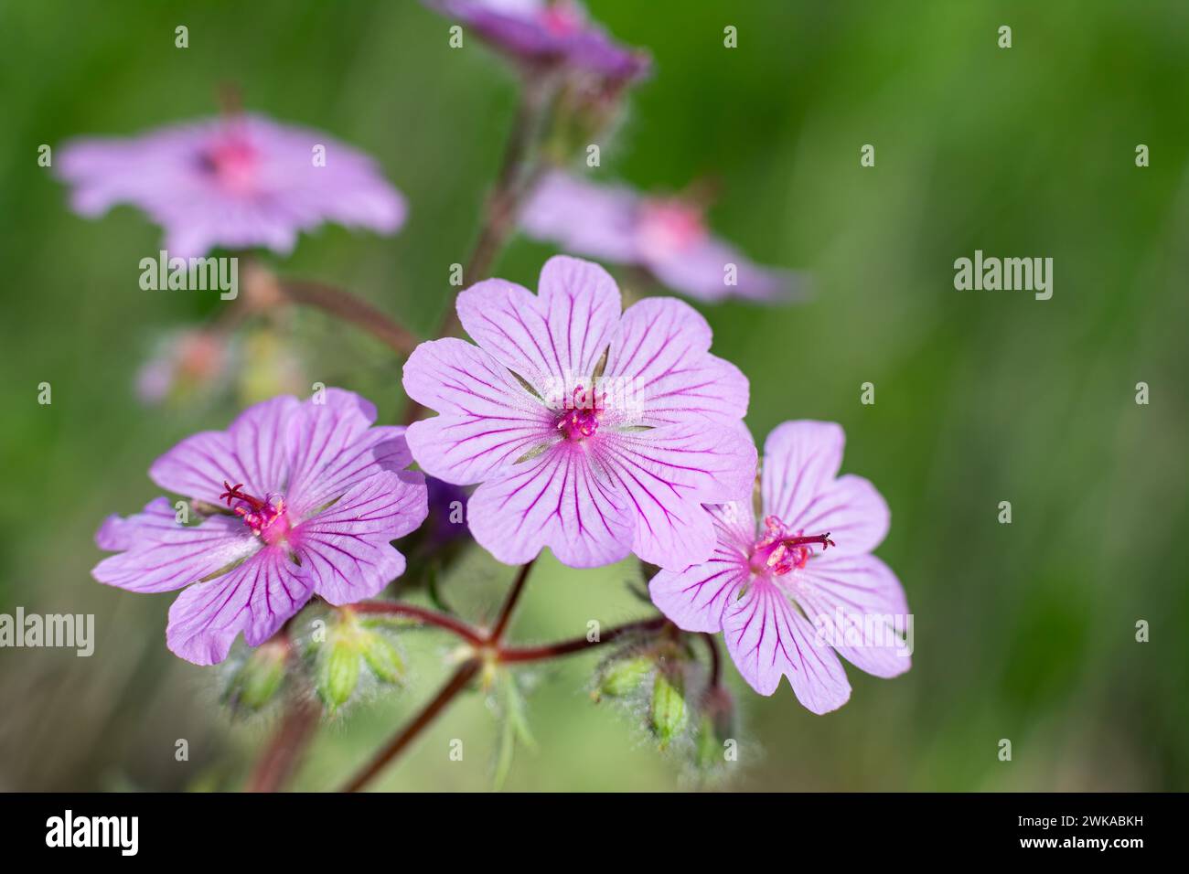 Purple coloured flowers in nature. Wild flower, scientific name; Geranium tuberosum Stock Photo
