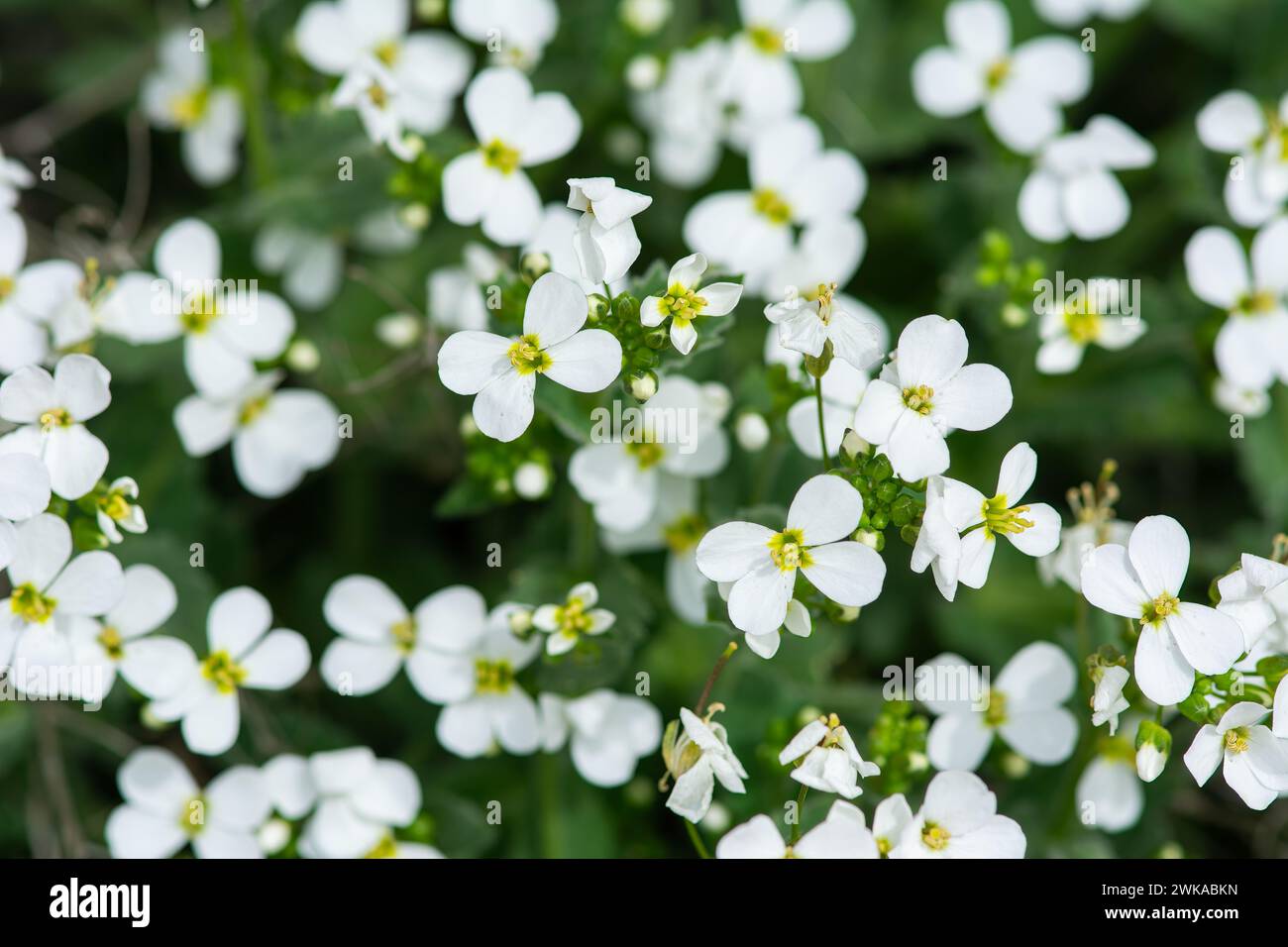 White wildflowers in nature. Mountain rockcress. Latin name Arabis caucasica Stock Photo