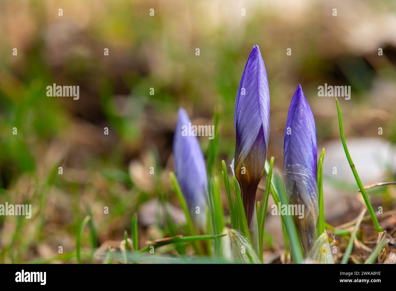 Three purple crocus biflorus flowers close up Stock Photo