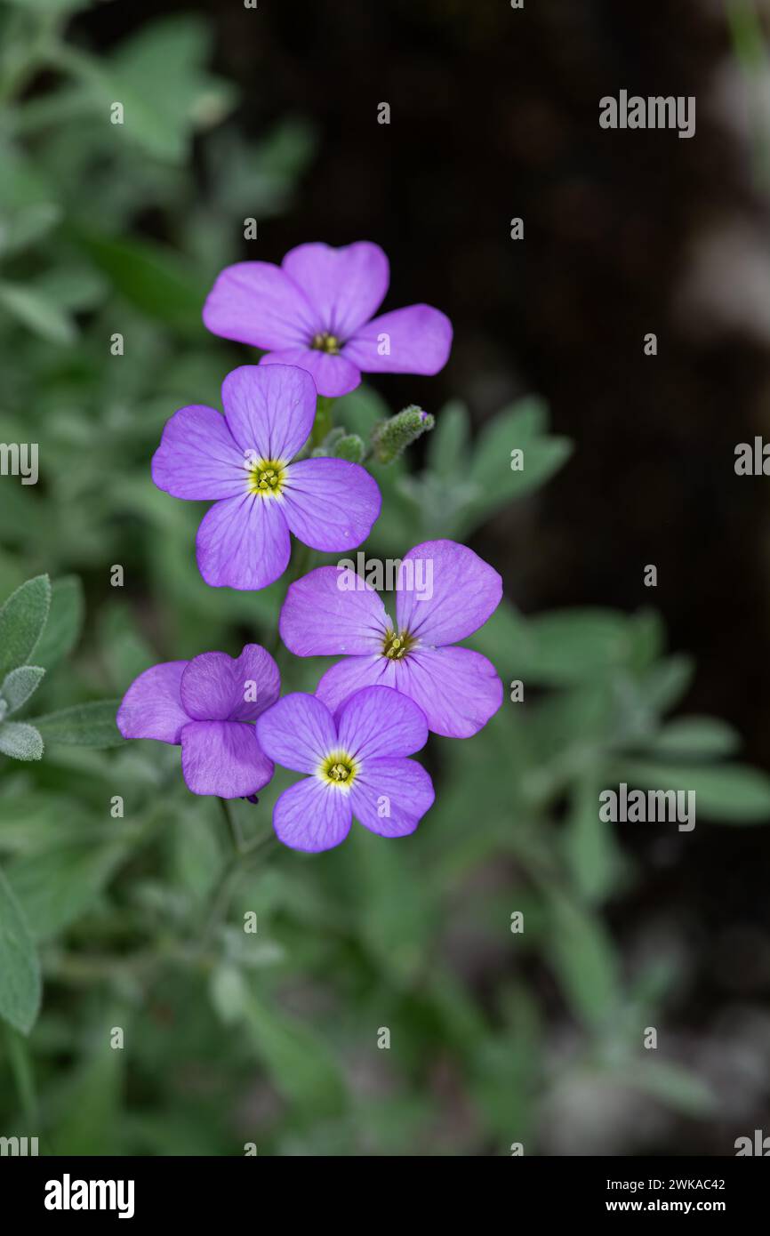 Purple rock cress (Aubrieta deltoidea). Close up of purple blossoms of Aubrieta flowers. Stock Photo
