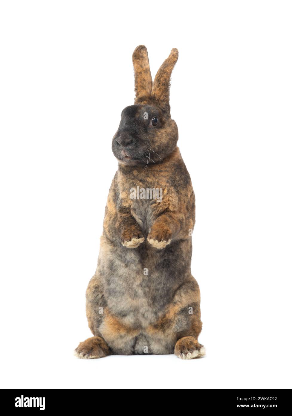 standing brown rabbit isolated on a white background Stock Photo - Alamy