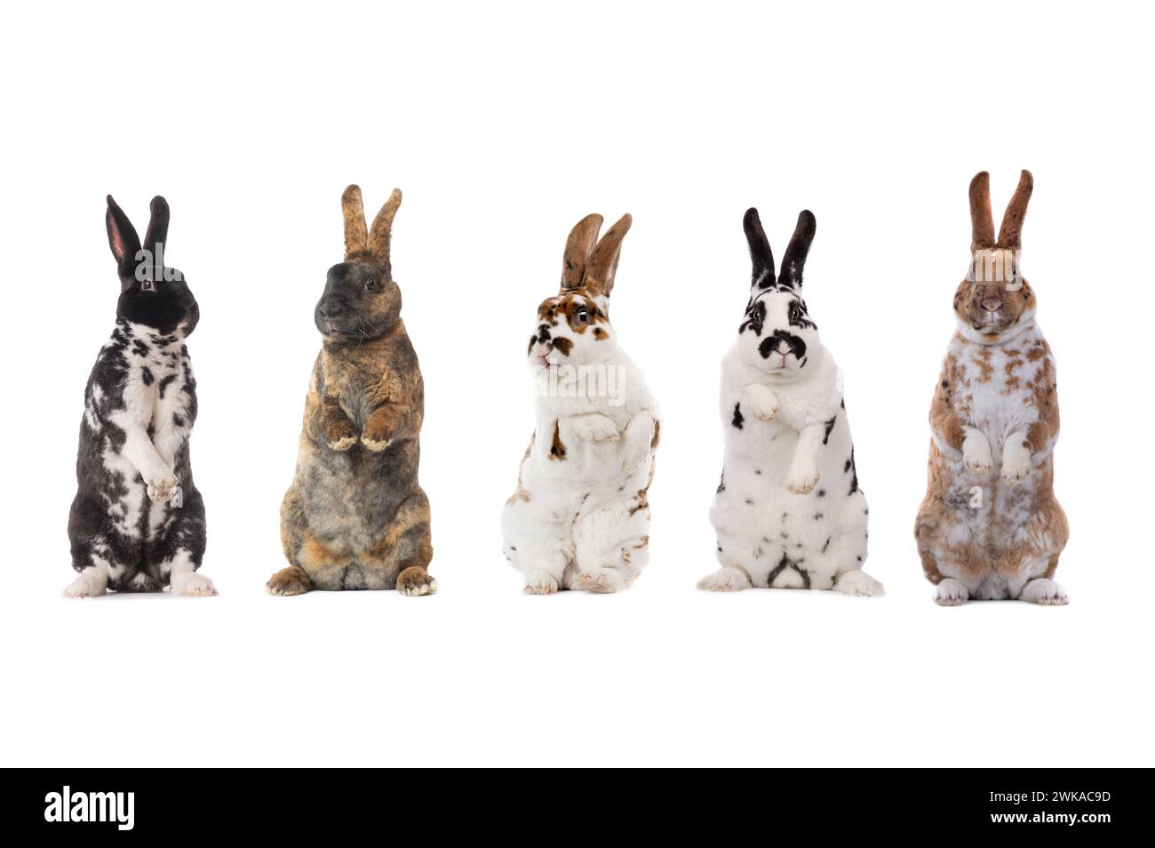 standing spotted rabbits isolated on a white background Stock Photo - Alamy