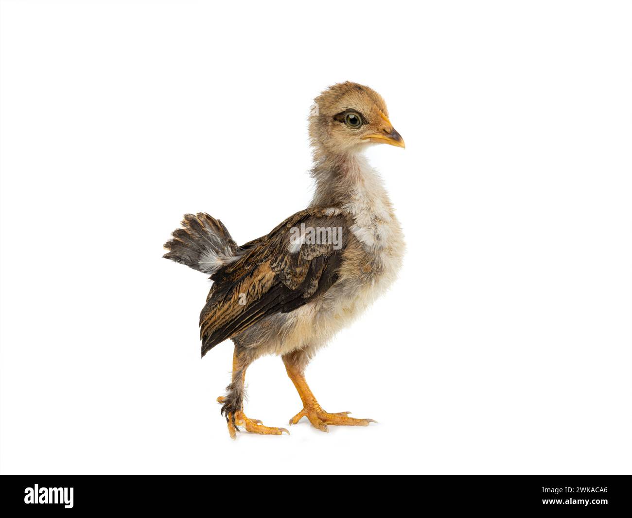 Monthly chick isolated on a white background Stock Photo - Alamy