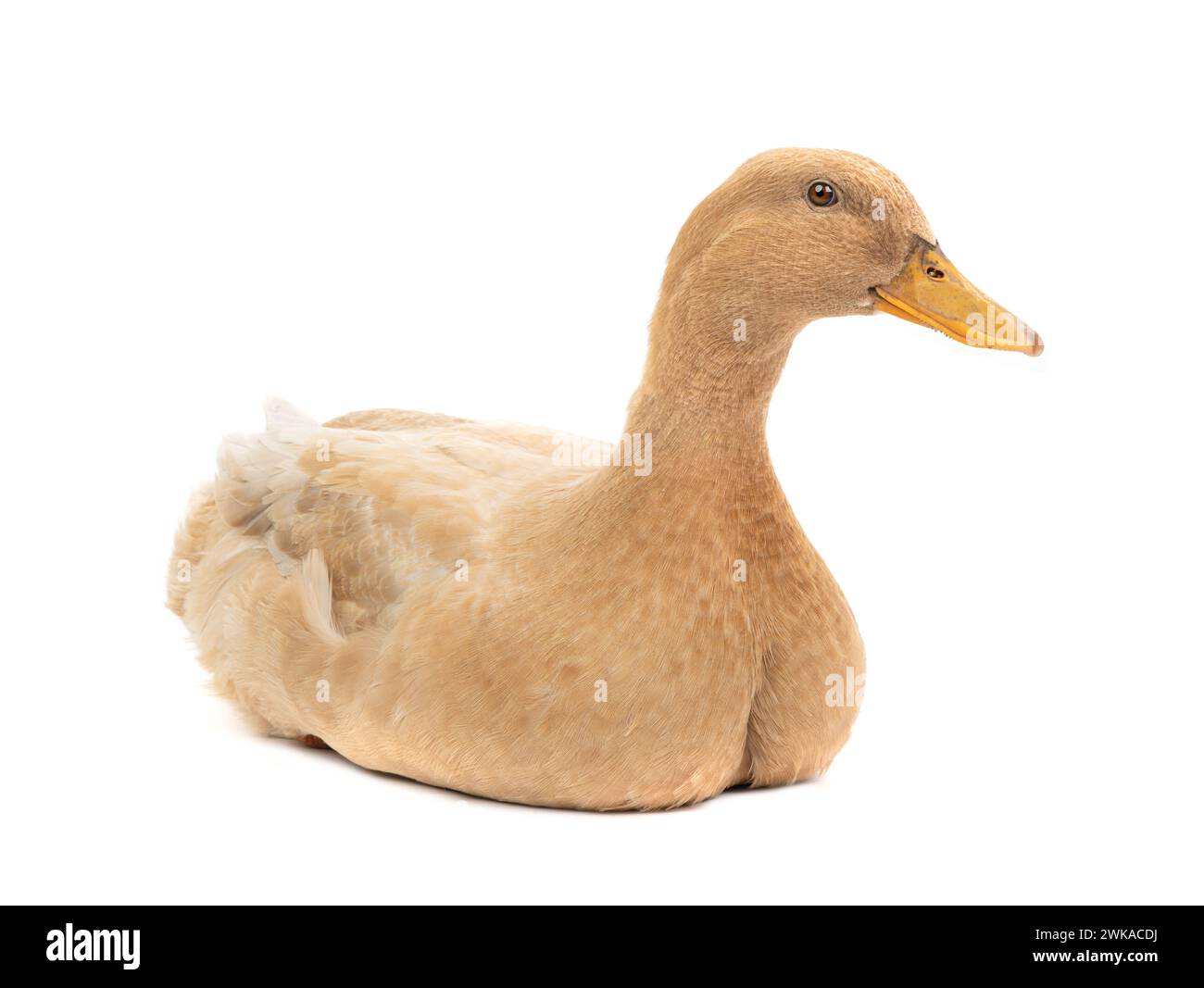 Duck sits on an isolated white background Stock Photo - Alamy