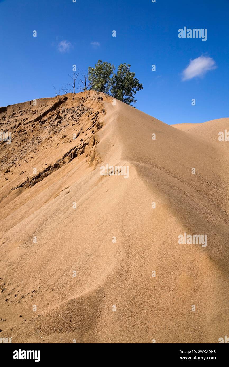 Deciduous tree growing on top of mound of tan colored sand in commercial sandpit, Quebec, Canada Stock Photo