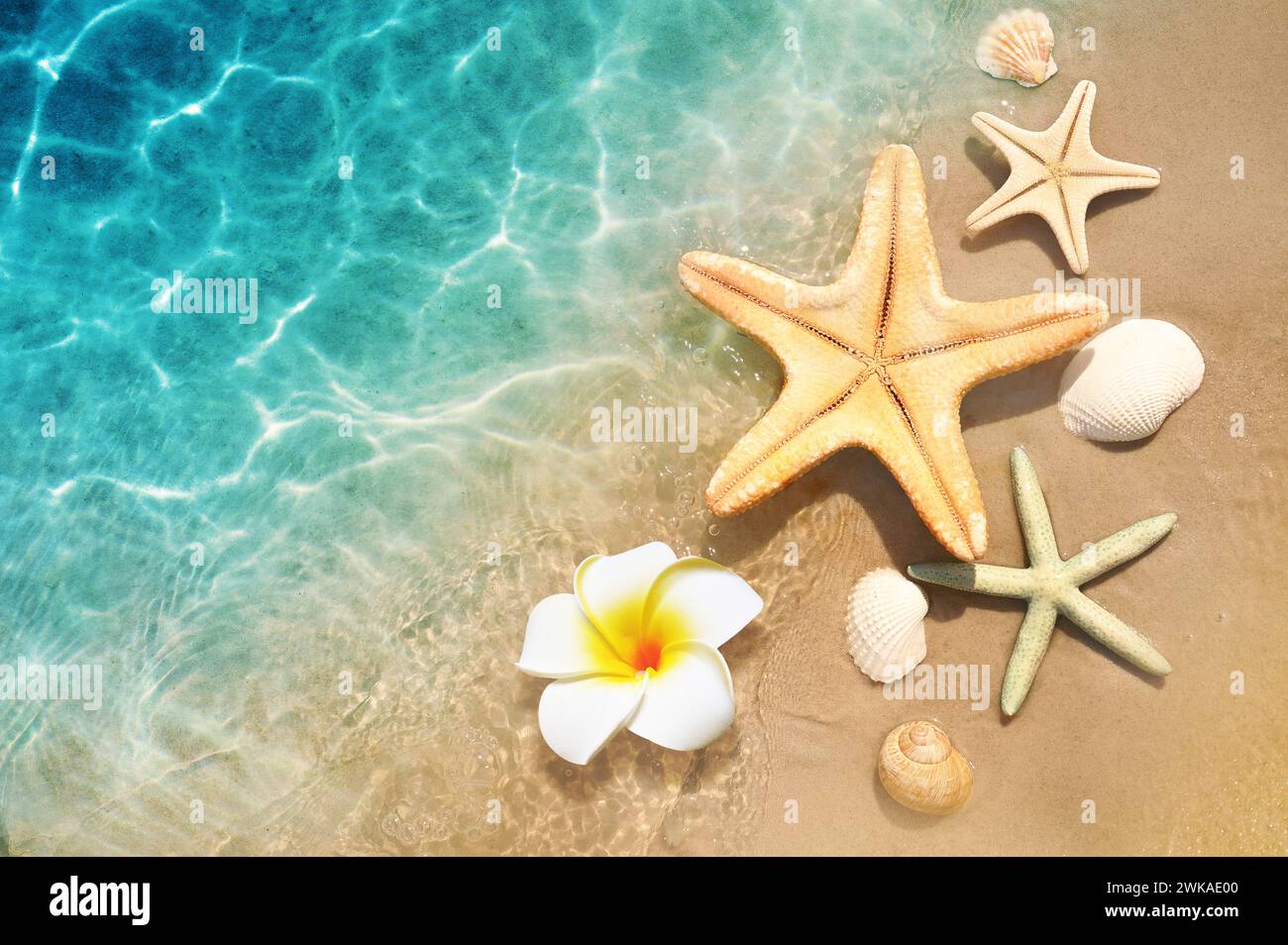 Starfish, seashell and flower on the summer beach in sea water. Summer background. Summer time. Stock Photo