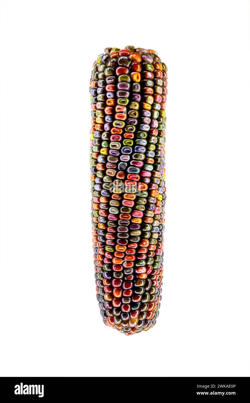 multicolored corn head corn seeds on a white background Stock Photo