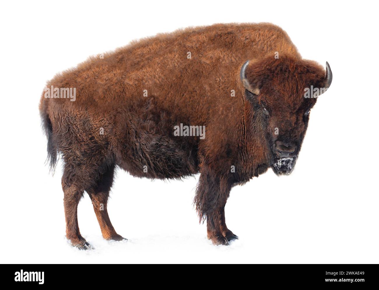 bison stands in the snow isolated on a white background Stock Photo - Alamy