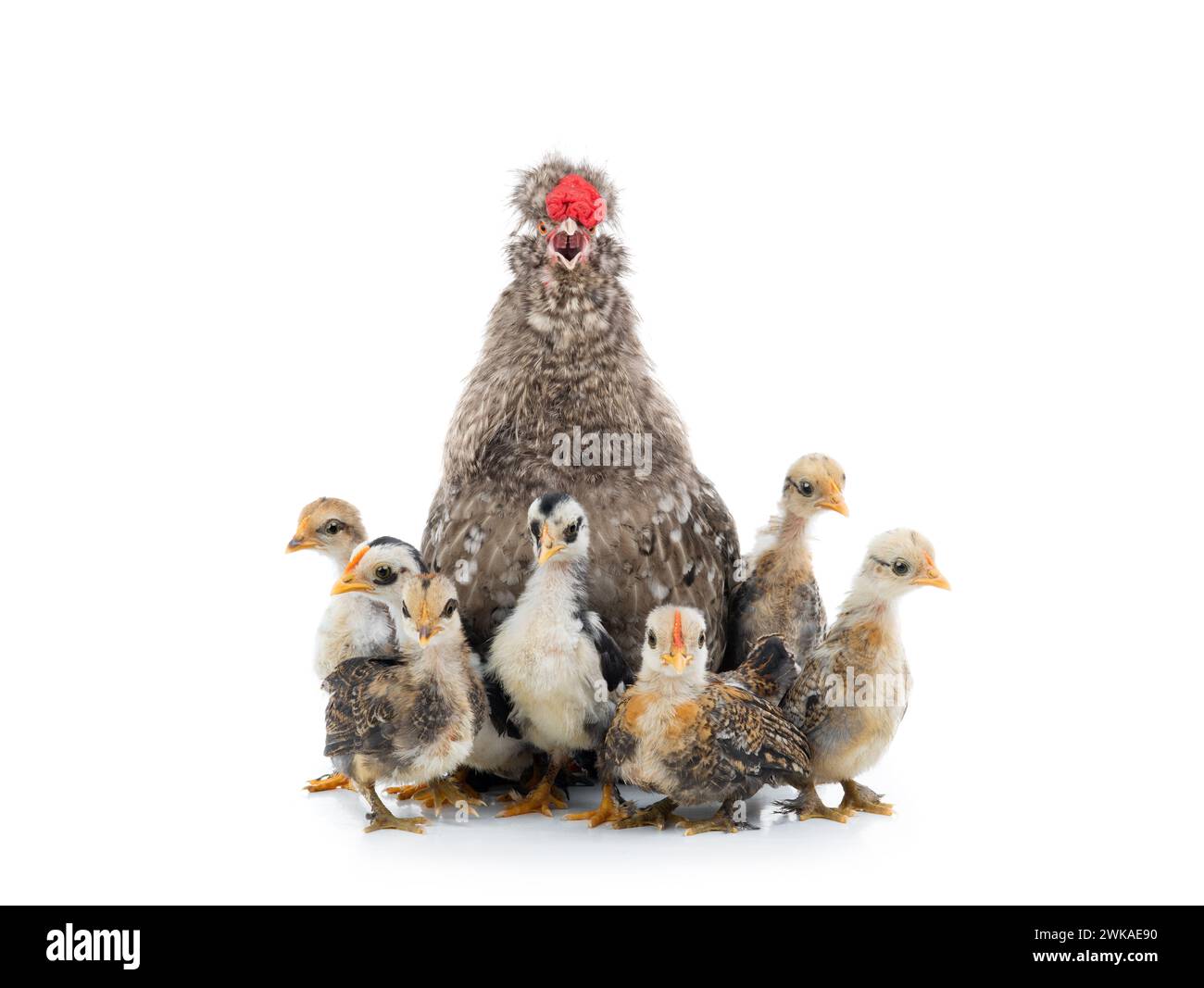Singer Rooster Singing rooster with little chickens isolated on a white background ...