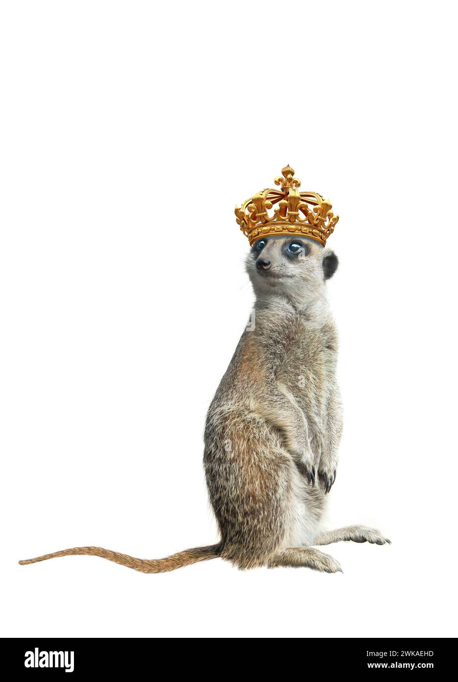cowardly meerkat standing royal crown isolated on a white background. Stock Photo