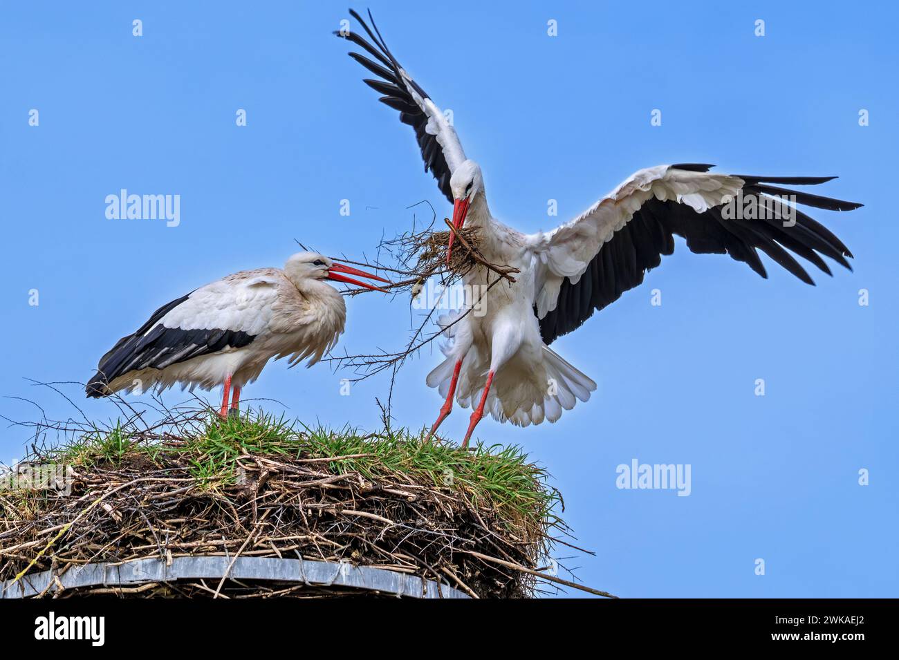 White stork (Ciconia ciconia) female rests while nest building and male landing with big branch in beak for reinforcing old nest from previous spring Stock Photo