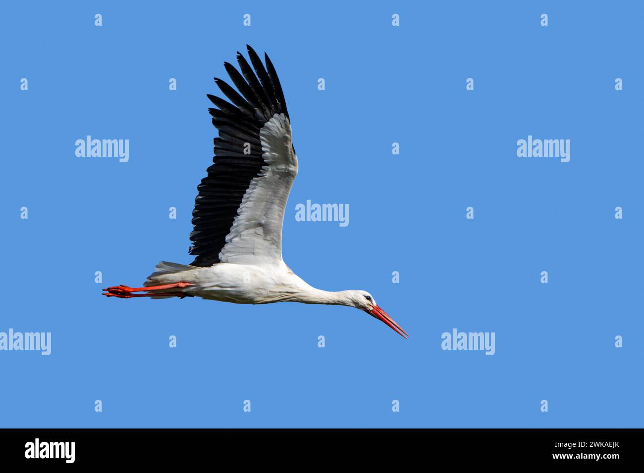 White stork (Ciconia ciconia) flying against blue sky during migration Stock Photo