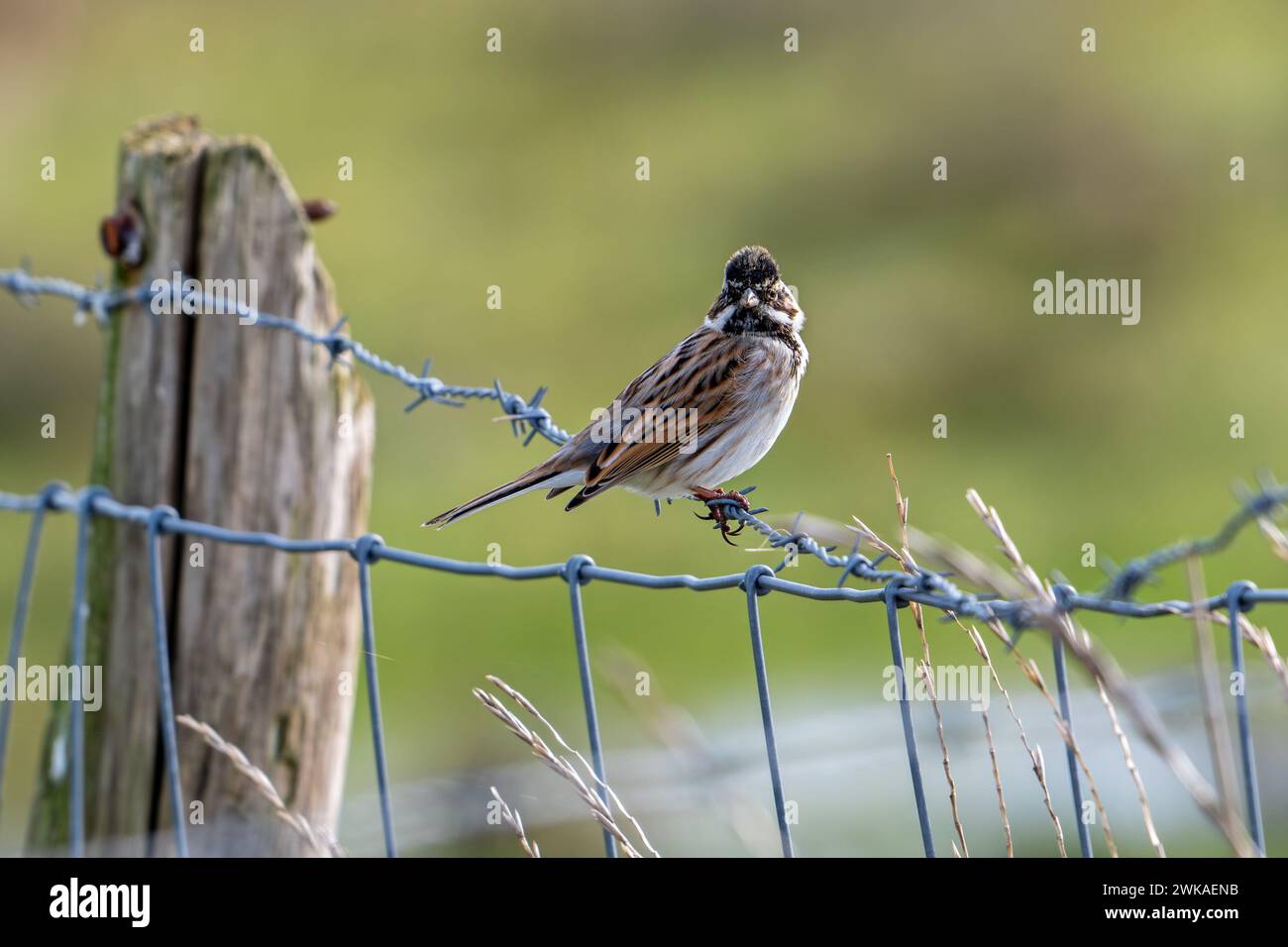 Common reed bunting (Emberiza schoeniclus) male perched on barbwire / barbed wire fence along meadow in late winter Stock Photo