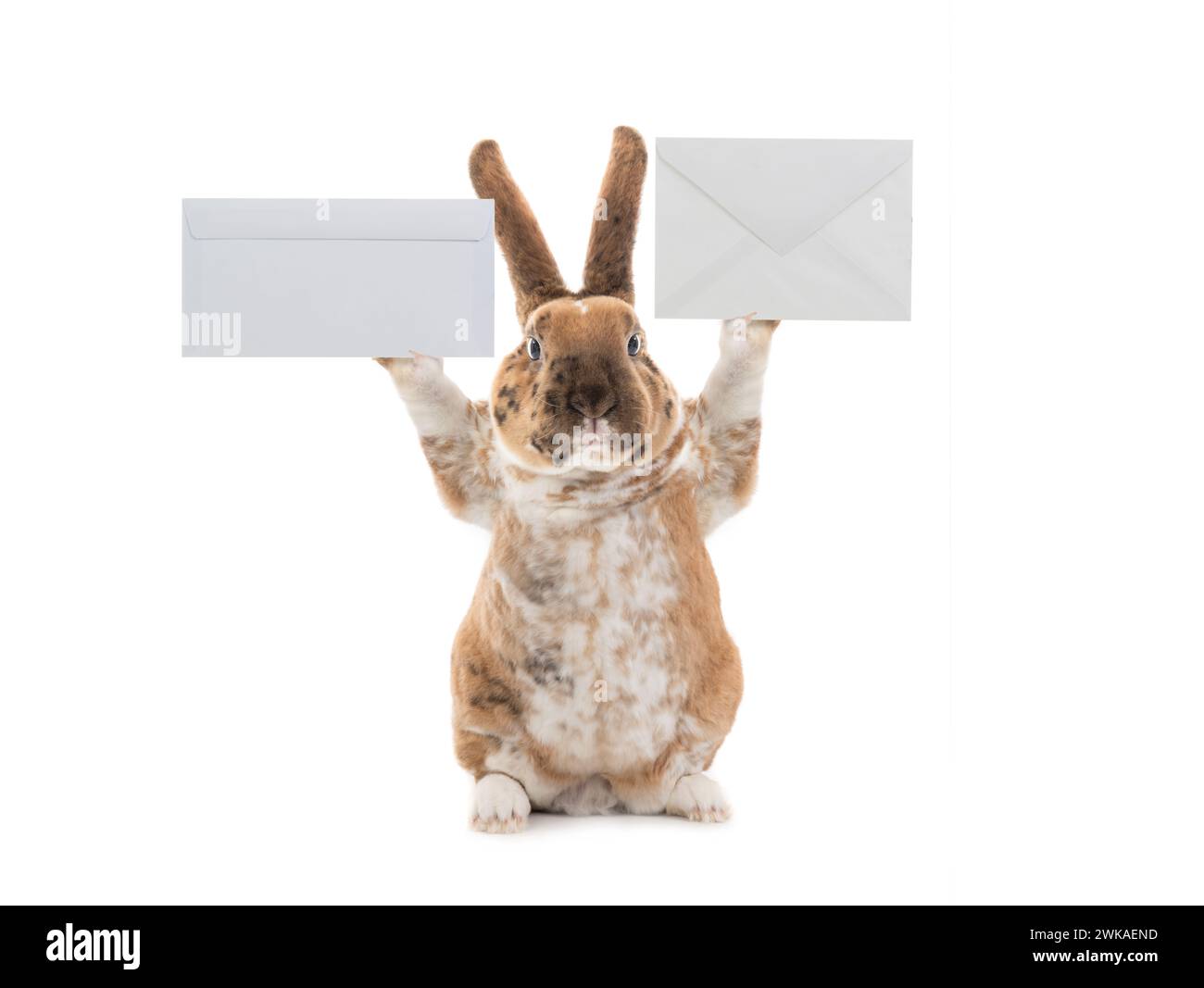 cute rabbit with mail envelope isolate on a white background Stock ...