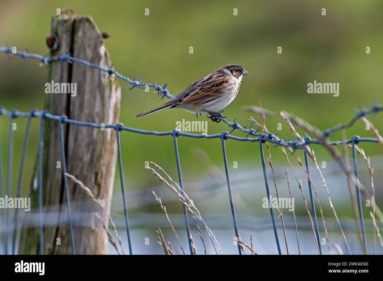 Common reed bunting (Emberiza schoeniclus) female perched on barbwire / barbed wire fence along meadow in late winter Stock Photo