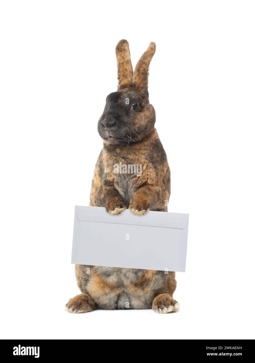 cute rabbit with mail envelope isolated on white background Stock Photo ...