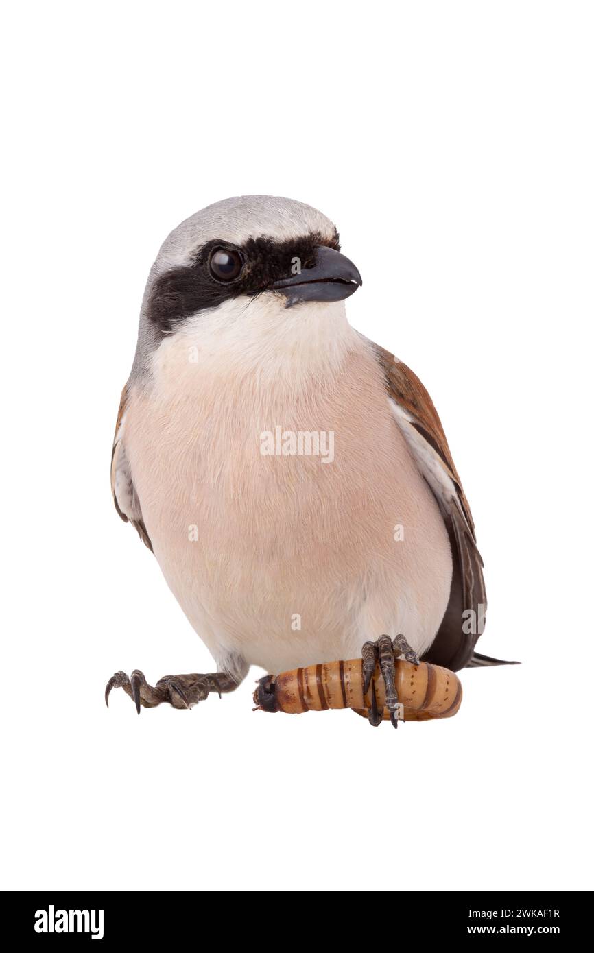 Red-backed Shrike  paw contains a flour worm isolated on white background Stock Photo