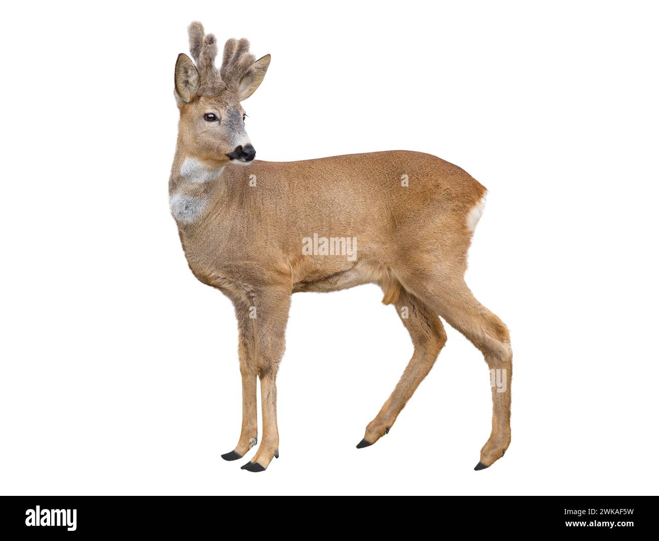 fallow deer isolated on white background Stock Photo - Alamy