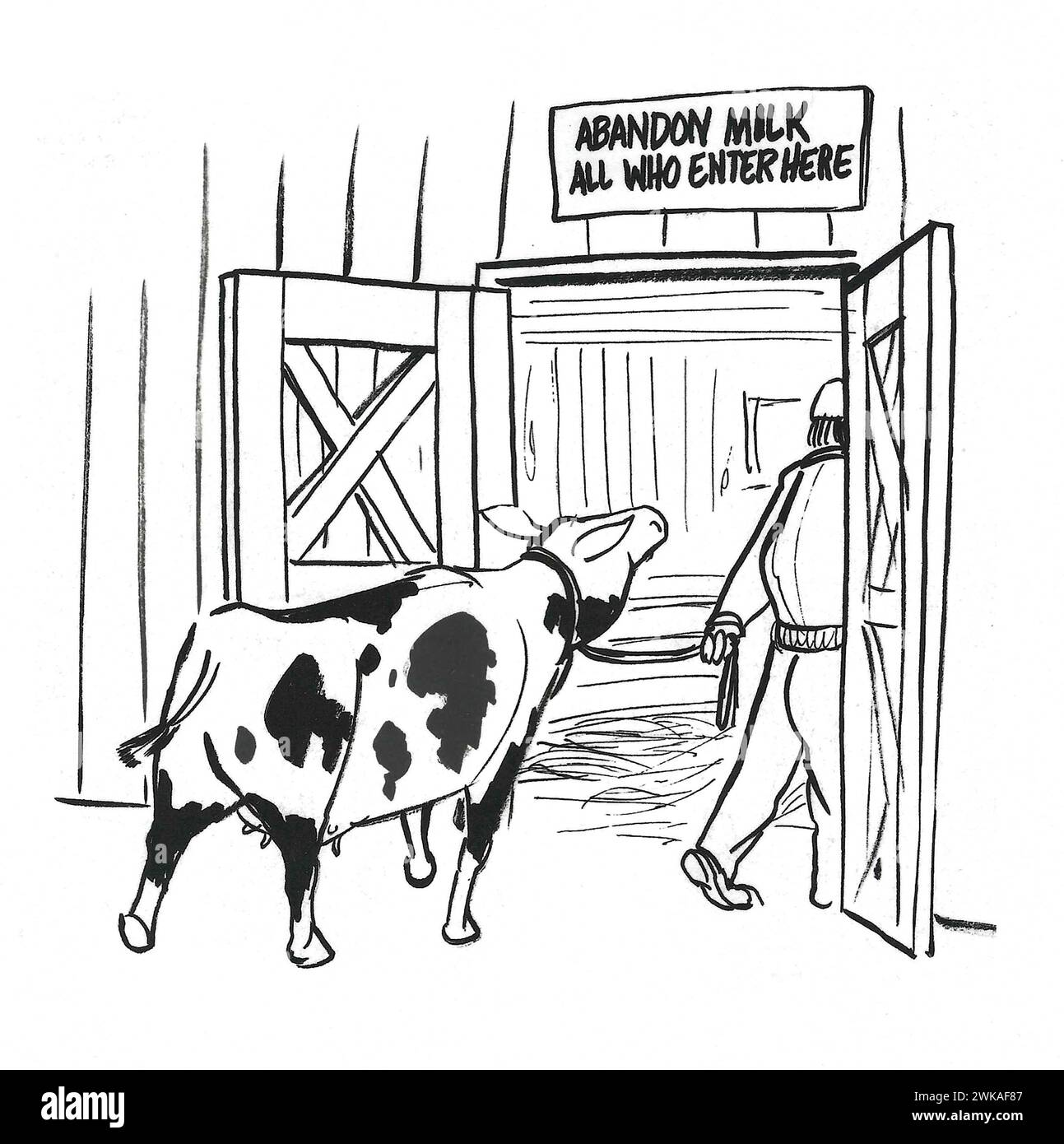 BW cartoon of a farmer leading the dairy cow to the milking barn.  The sign states the cow is about to lose its milk. Stock Photo