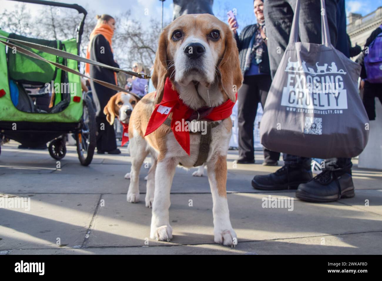 London uk 19th february 2024 beagles join the protest against animal